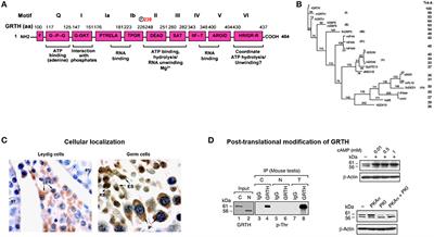 Gonadotropin Regulated Testicular RNA Helicase, Two Decades of Studies on Its Structure Function and Regulation From Its Discovery Opens a Window for Development of a Non-hormonal Oral Male Contraceptive